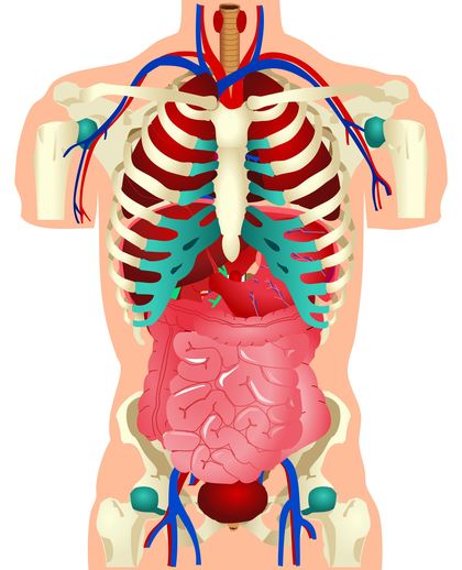 Human Body Systems