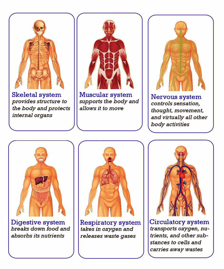 Human Body Systems