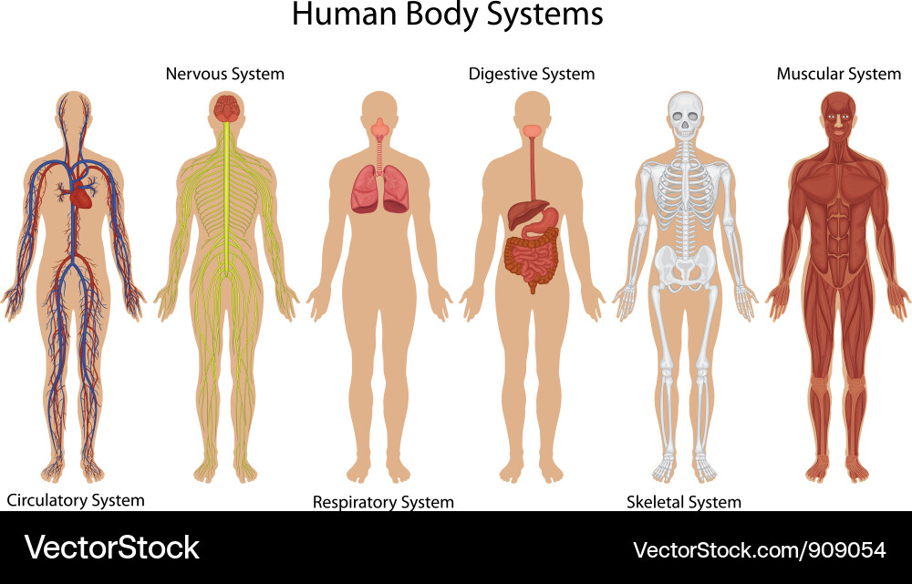 Human Body Systems