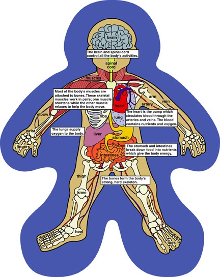 Human Body Systems