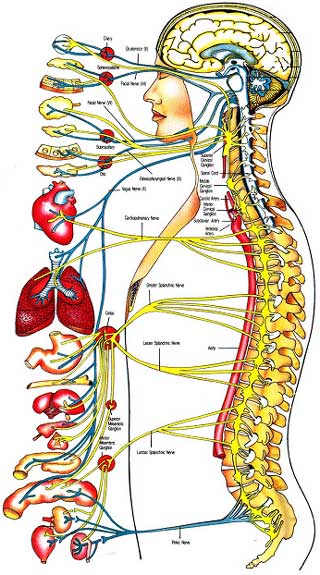 Human Body Systems