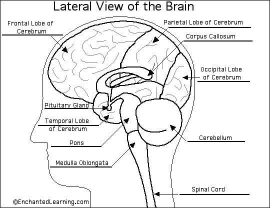 Human Brain Anatomy Diagram