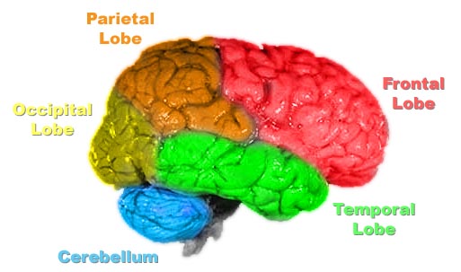 Human Brain Anatomy Diagram