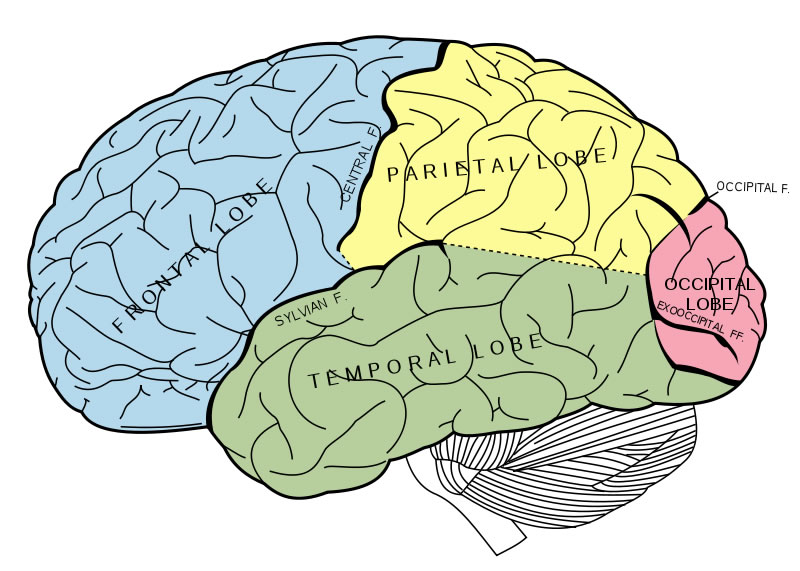 Human Brain Anatomy Diagram