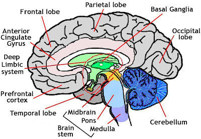 Human Brain Anatomy Diagram