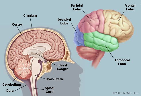 Human Brain Diagram For Kids