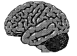 Human Brain Diagram For Kids