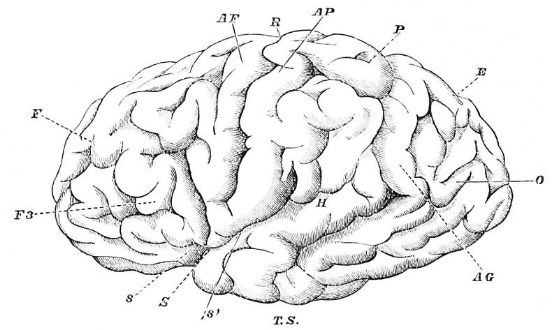 Human Brain Diagram For Kids