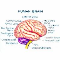 Human Brain Diagram Labeled