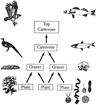 Human Food Chain Examples