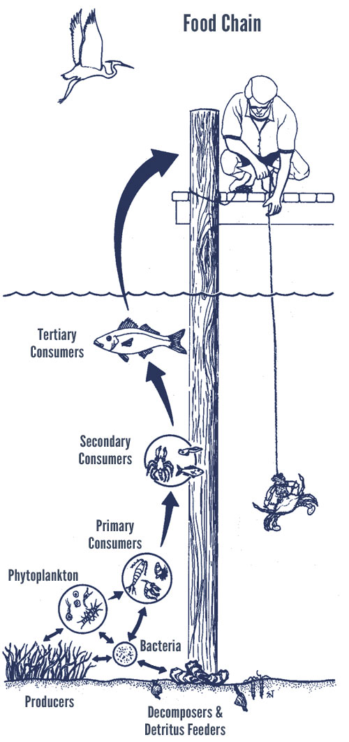 Human Food Chain Examples