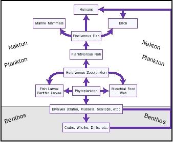 Human Food Chain Examples