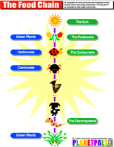 Human Food Chain Examples