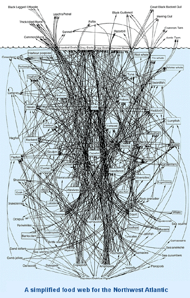 Human Food Web Examples