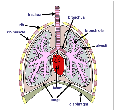 Human Lungs Diagram Labeled