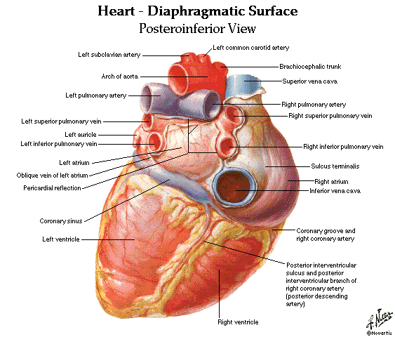 Human Lungs Diagram Labeled