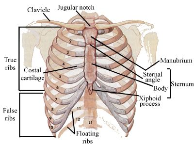 Human Lungs Diagram Labeled