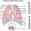 Human Lungs Diagram Labeled