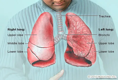 Human Lungs Diagram Labeled