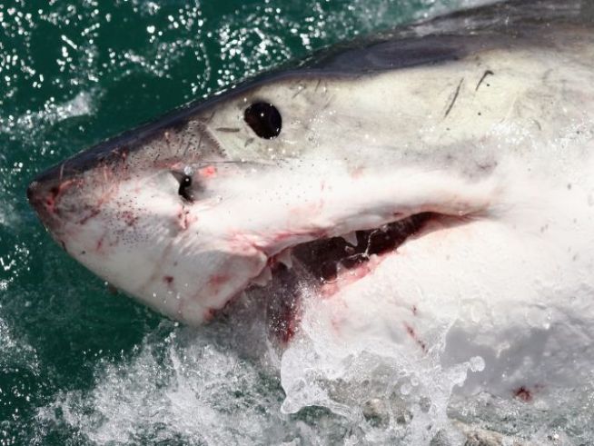 Huntington Beach Pier Fishing Rules