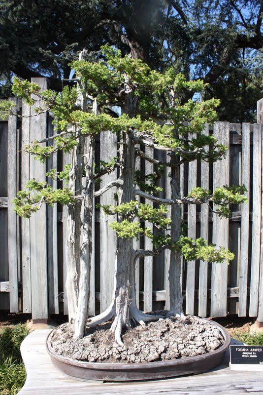 Huntington Library Japanese Garden