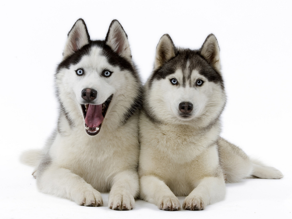 Huskies