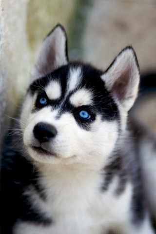 Huskies