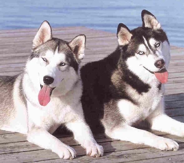 Huskies