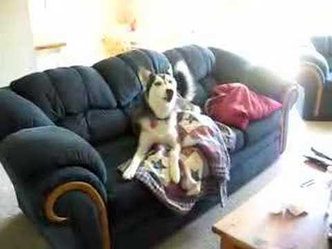 Huskies Dogs 101