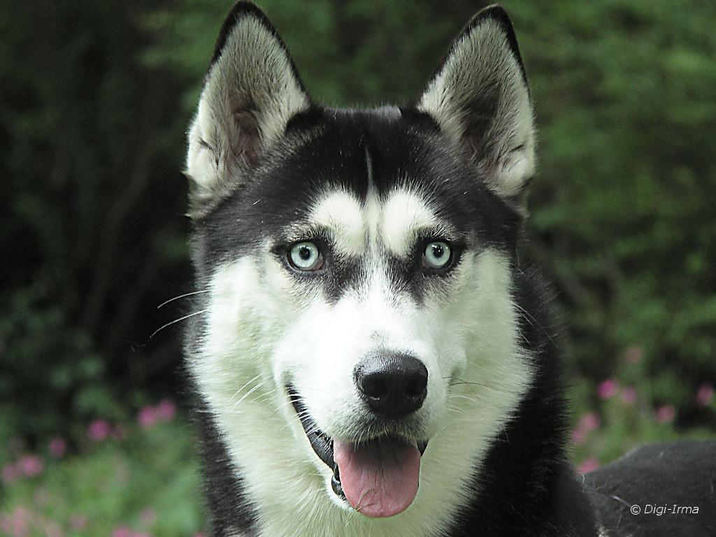 Huskies Dogs