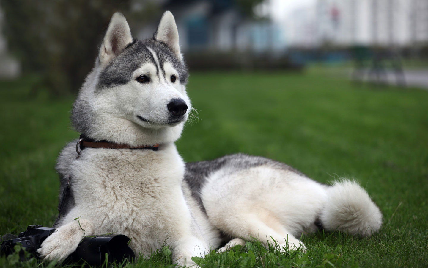 Huskies Dogs