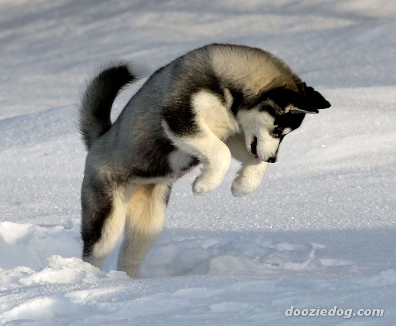 Huskies Dogs