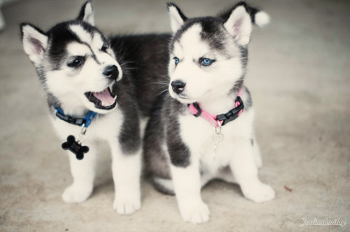 Huskies Dogs Puppies