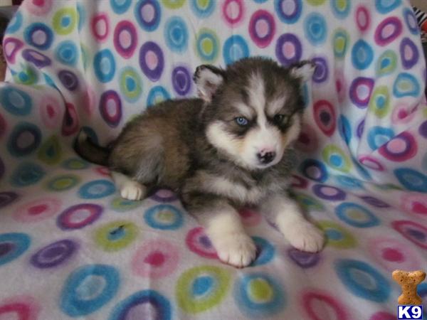 Huskies For Sale In Nc