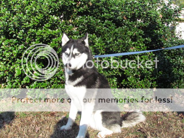 Huskies For Sale In Nc