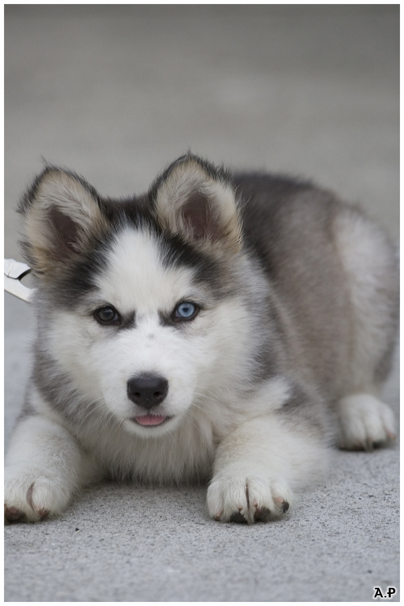 Huskies Puppies For Free