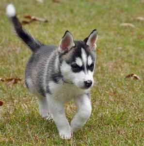 Huskies Puppies For Free