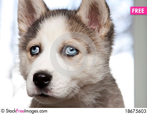 Huskies Puppies For Free