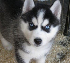 Huskies Puppies For Free