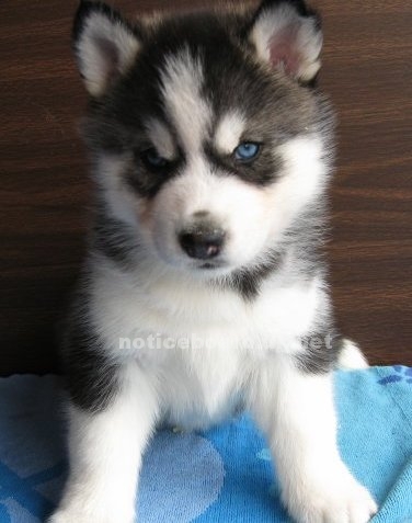 Huskies Puppies For Sale