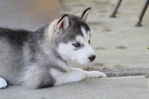 Huskies Puppies For Sale