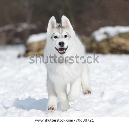 Huskies Puppies In Snow