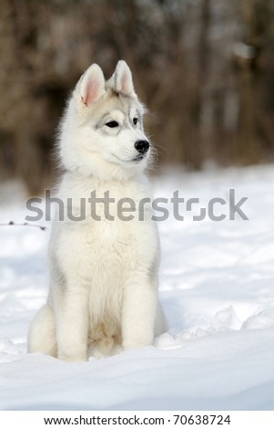 Huskies Puppies In Snow