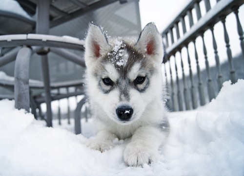 Huskies Puppies In Snow