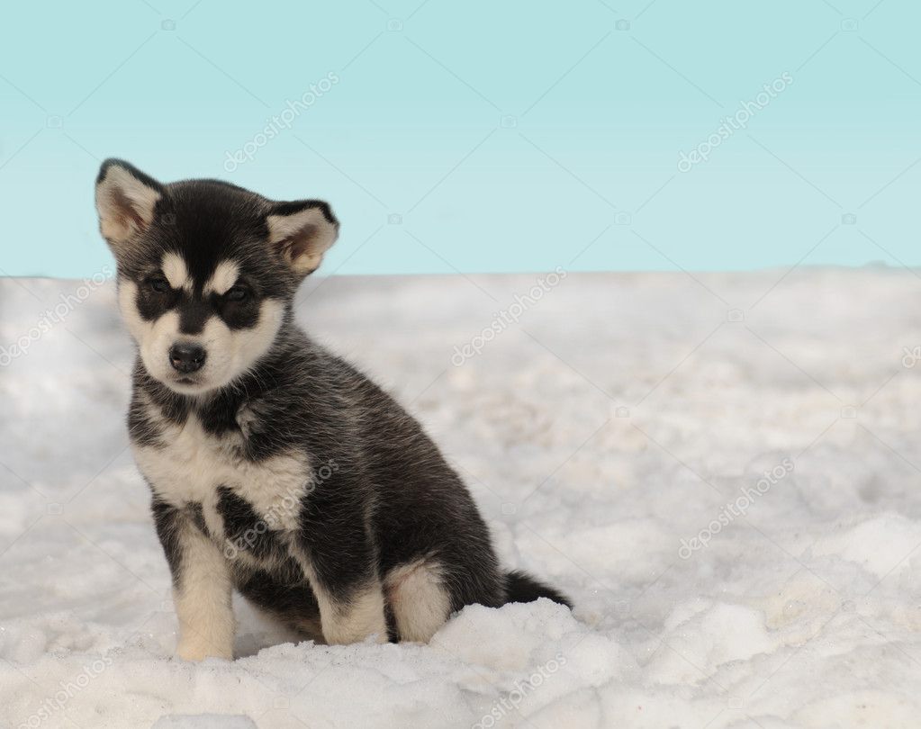 Huskies Puppies In Snow