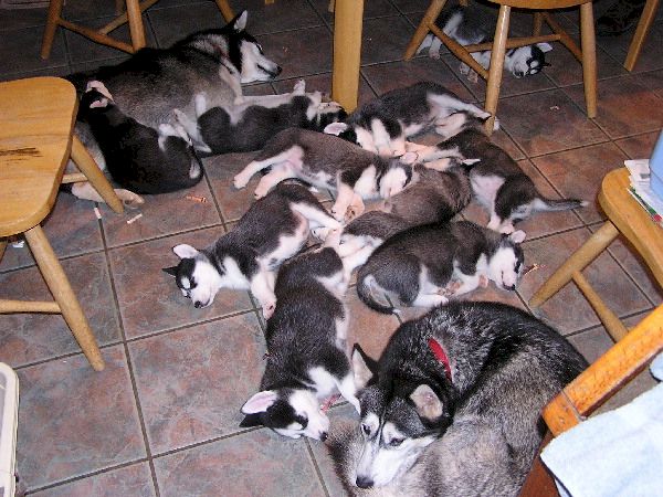 Huskies Puppies In Snow