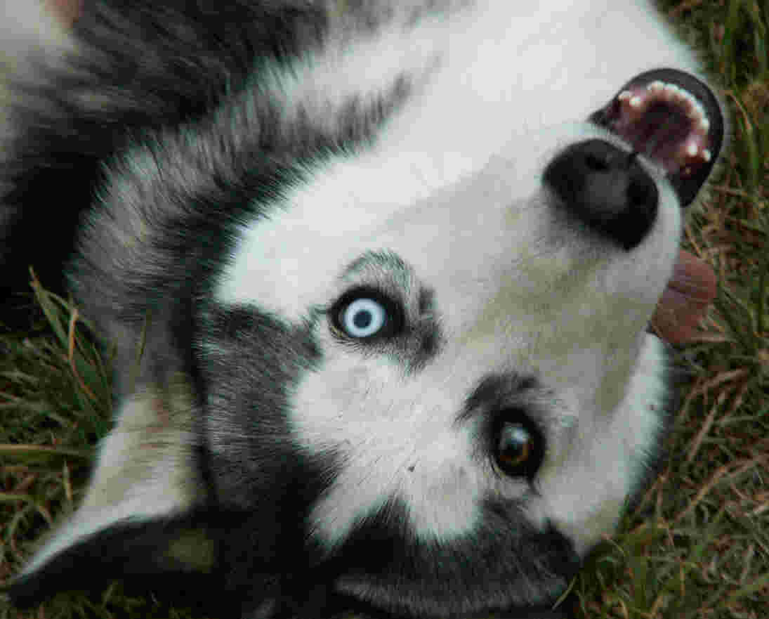 Husky