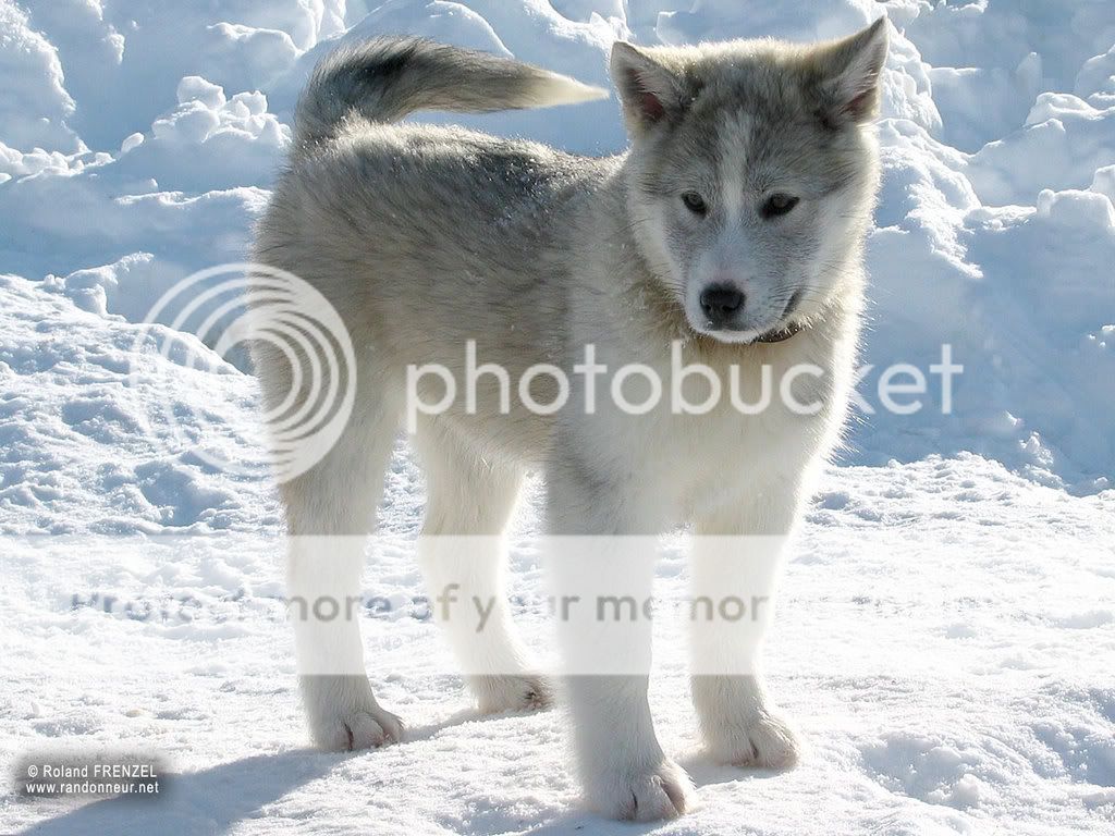 Husky