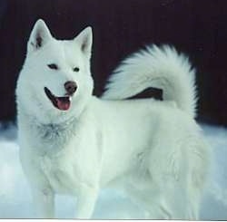 Husky Dog