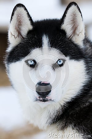 Husky Dog